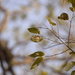 Salix rosthornii - Photo (c) rhinolin, algunos derechos reservados (CC BY-NC), subido por rhinolin