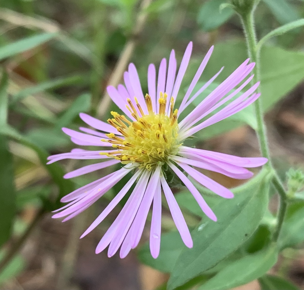 climbing asters