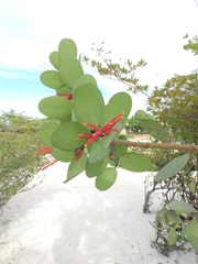 Psittacanthus biternatus