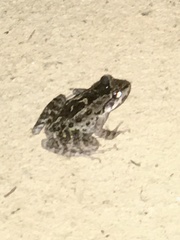 Thoropa miliaris