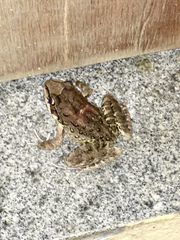 Thoropa miliaris