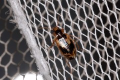 Sarothrocrepis elegans