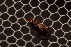 Sarothrocrepis elegans