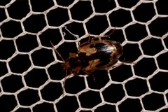 Sarothrocrepis elegans