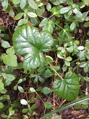 Rubus nivalis