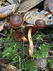 Cortinarius californicus