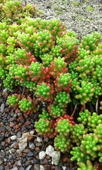 Sedum × rubrotinctum