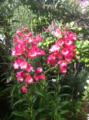 Penstemon hartwegii
