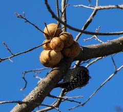 Dryobates nuttallii