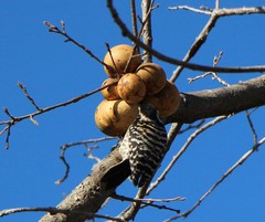 Dryobates nuttallii