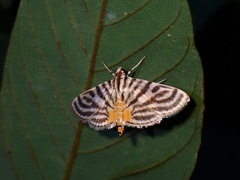 Dichocrocis rigidalis