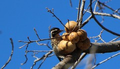 Dryobates nuttallii