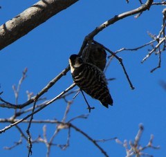 Dryobates nuttallii
