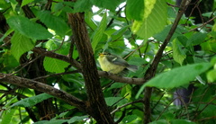 Cyanistes caeruleus