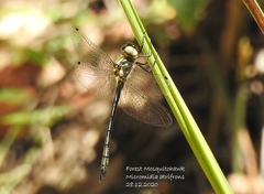 Micromidia atrifrons