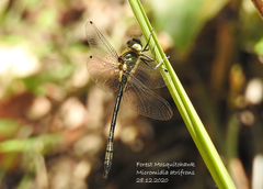 Micromidia atrifrons