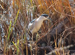 Nycticorax nycticorax