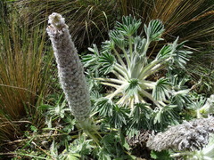 Lupinus alopecuroides