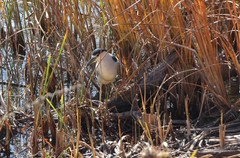 Nycticorax nycticorax