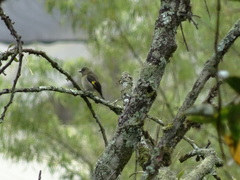 Spinus xanthogastrus