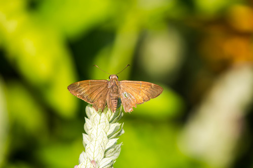 Brown Longtail photo 5