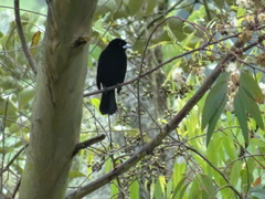 Ramphocelus flammigerus
