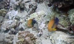 Centropyge potteri
