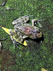 Thoropa miliaris