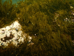 Dictyota kunthii