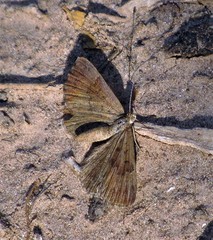 Zabuella tenellus