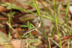 Suhpalacsa subtrahens