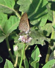 Zabuella tenellus