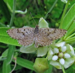 Zabuella tenellus
