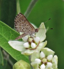 Zabuella tenellus