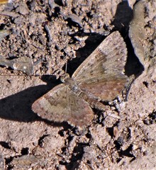 Zabuella tenellus