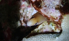 Gymnothorax melatremus