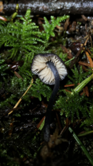 Entoloma largentii