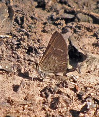 Zabuella tenellus