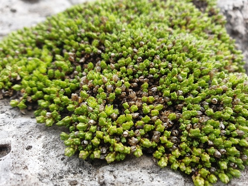 Minuartia cherlerioides