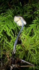 Entoloma largentii