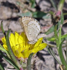 Zabuella tenellus