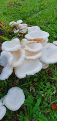 Lentinus squarrosulus