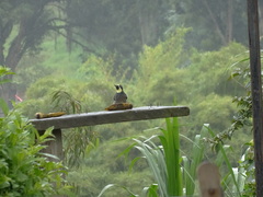 Melanerpes formicivorus