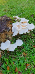 Lentinus squarrosulus