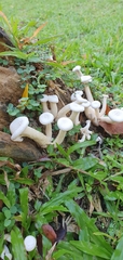 Lentinus squarrosulus