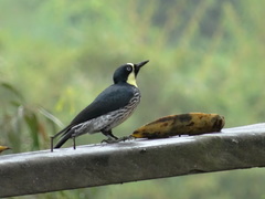 Melanerpes formicivorus