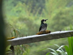 Melanerpes formicivorus