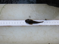 Cottus perifretum