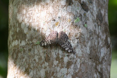 Hamadryas feronia