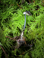 Entoloma largentii
